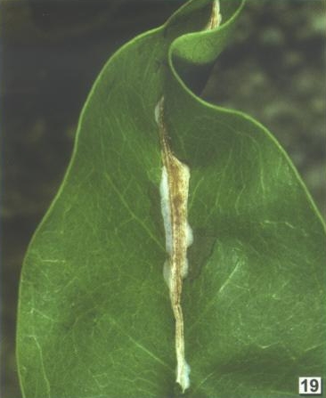 /filer/webapps/moths_gc/media/images/S/sideroxylonella_Eucosmophora_MN_DavisWagner_2005_5.jpg