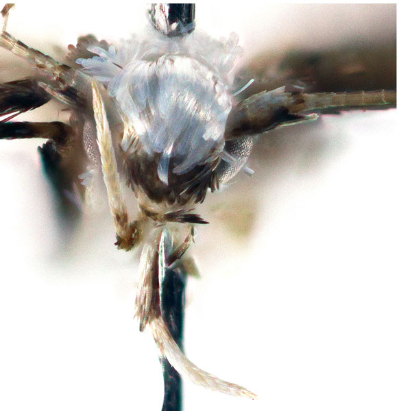 /filer/webapps/moths_gc/media/images/S/silvana_Dialectica_head_Sruoga-et-De-Prins_2023_97.jpg