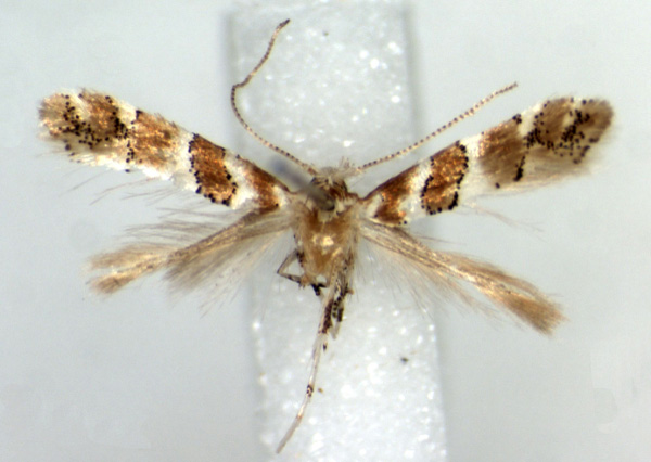 /filer/webapps/moths_gc/media/images/S/silvicola_Phyllonorycter_HT_RMCA.jpg