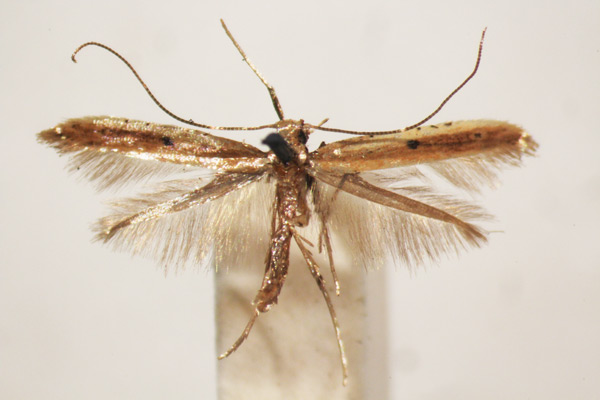 /filer/webapps/moths_gc/media/images/S/similatella_Caloptilia_A_BMNH-(E)-1409650_BMNH.jpg