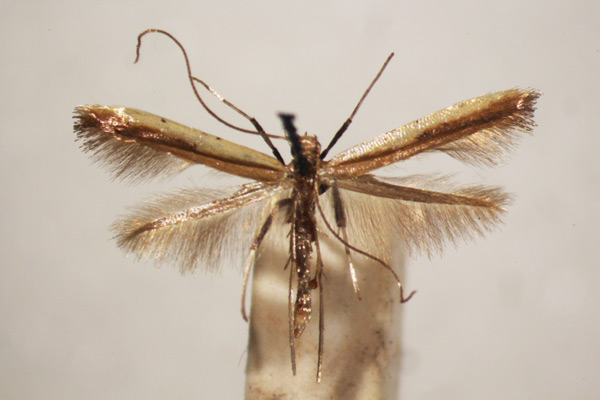 /filer/webapps/moths_gc/media/images/S/similatella_Caloptilia_A_BMNH-(E)-1409660_BMNH.jpg