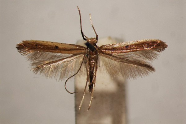 /filer/webapps/moths_gc/media/images/S/similatella_Caloptilia_A_BMNH-(E)-1409673_BMNH.jpg