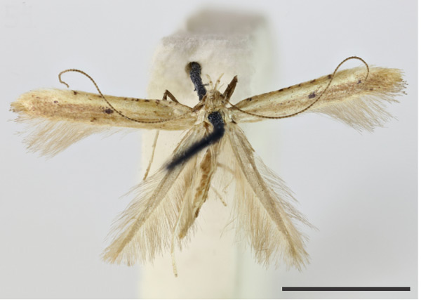 /filer/webapps/moths_gc/media/images/S/similatella_Caloptilia_HT_1409706_BMNH.jpg