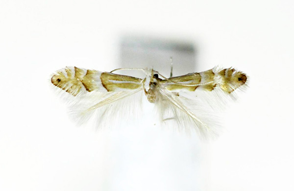 /filer/webapps/moths_gc/media/images/S/similis_Phyllonorycter_A_Kim-et-Byun_1382.jpg