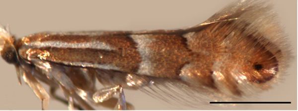 /filer/webapps/moths_gc/media/images/S/similis_Phyllonorycter_A_Kirichenko-et-al_2019_14.jpg