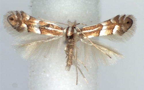 /filer/webapps/moths_gc/media/images/S/similis_Phyllonorycter_A_WJDP.jpg