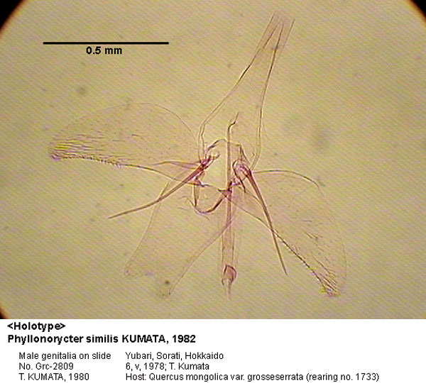 /filer/webapps/moths_gc/media/images/S/similis_Phyllonorycter_GM_HT_2809_EIHU.jpg