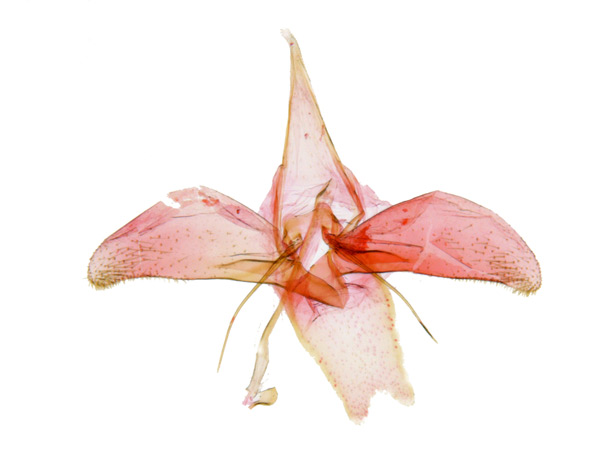 /filer/webapps/moths_gc/media/images/S/similis_Phyllonorycter_GM_Kim-et-Byun_1384.jpg