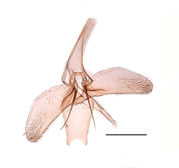 /filer/webapps/moths_gc/media/images/S/similis_Phyllonorycter_GM_Kirichenko-et-al_2019_26.jpg