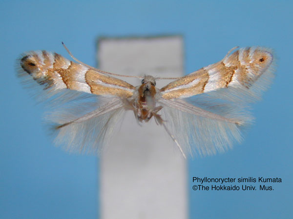 /filer/webapps/moths_gc/media/images/S/similis_Phyllonorycter_HT_EIHU.jpg