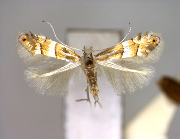 /filer/webapps/moths_gc/media/images/S/similis_Phyllonorycter_PT_EIHU.jpg