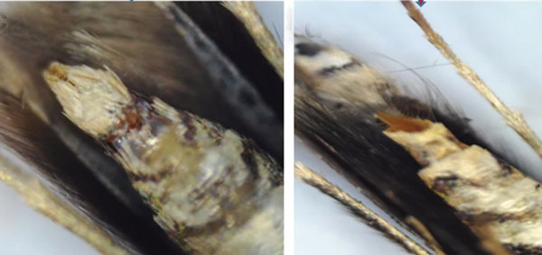 /filer/webapps/moths_gc/media/images/S/sinensis_Conopomorpha_AMF2_Siraj-etal_2026_175.jpg