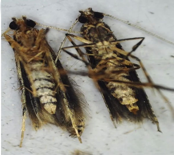 /filer/webapps/moths_gc/media/images/S/sinensis_Conopomorpha_AMF_Siraj-etal_2026_175.jpg