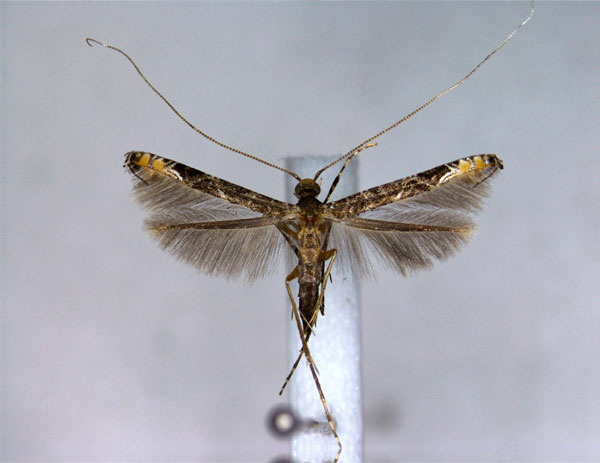 /filer/webapps/moths_gc/media/images/S/sinensis_Conopomorpha_A_EIHU.jpg