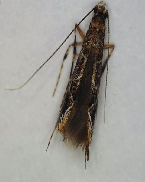 /filer/webapps/moths_gc/media/images/S/sinensis_Conopomorpha_A_Siraj-etal_2026_175.jpg