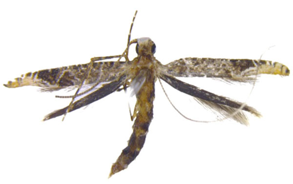 /filer/webapps/moths_gc/media/images/S/sinensis_Conopomorpha_F_Pasam-etal_2024_14.jpg