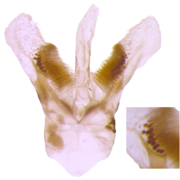 /filer/webapps/moths_gc/media/images/S/sinensis_Conopomorpha_GM_Pasam-etal_2024_7.jpg
