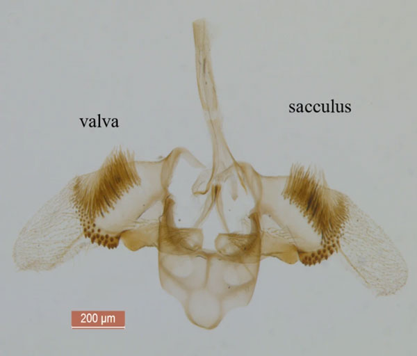 /filer/webapps/moths_gc/media/images/S/sinensis_Conopomorpha_GM_Siraj-etal_2026_175.jpg