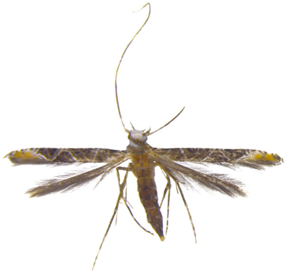 /filer/webapps/moths_gc/media/images/S/sinensis_Conopomorpha_M_Pasam-etal_2024_14.jpg
