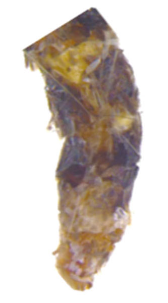 /filer/webapps/moths_gc/media/images/S/sinensis_Conopomorpha_abdomen1_Pasam-etal_2024_13.jpg