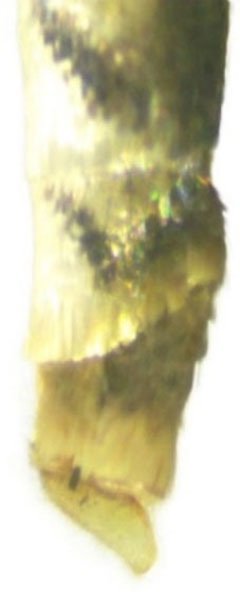 /filer/webapps/moths_gc/media/images/S/sinensis_Conopomorpha_abdomen4_Pasam-etal_2024_13.jpg