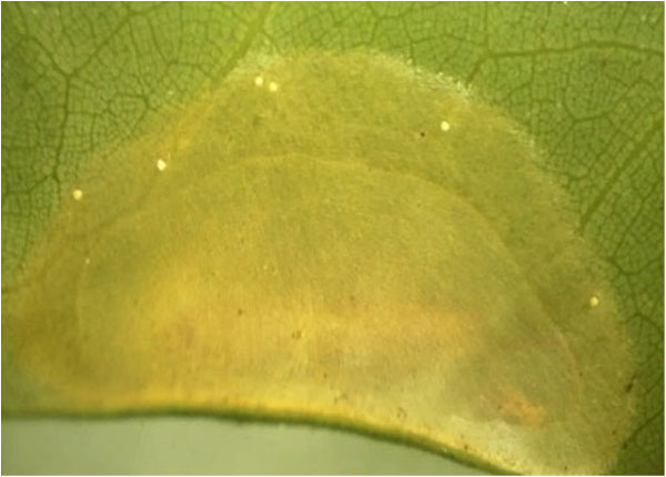 /filer/webapps/moths_gc/media/images/S/sinensis_Conopomorpha_cocoon_Pasam-etal_2024_12.jpg