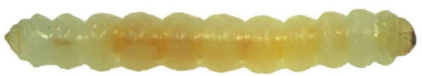 /filer/webapps/moths_gc/media/images/S/sinensis_Conopomorpha_larva_Pasam-etal_2024_11.jpg