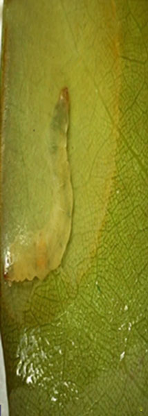 /filer/webapps/moths_gc/media/images/S/sinensis_Conopomorpha_larva_Siraj-etal_2026_175.jpg