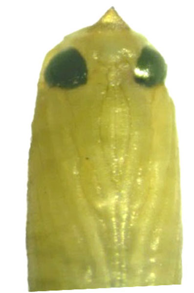 /filer/webapps/moths_gc/media/images/S/sinensis_Conopomorpha_pupa1_Pasam-etal_2024_13.jpg