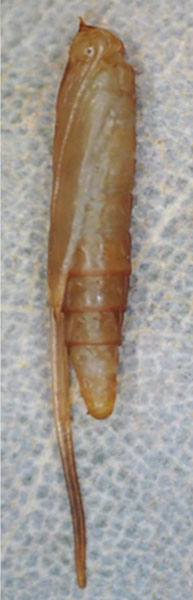 /filer/webapps/moths_gc/media/images/S/sinensis_Conopomorpha_pupa1_Siraj-etal_2026_175.jpg