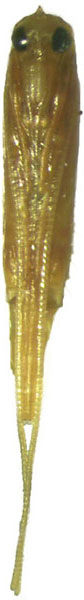 /filer/webapps/moths_gc/media/images/S/sinensis_Conopomorpha_pupa2_Pasam-etal_2024_12_oqtlWsb.jpg