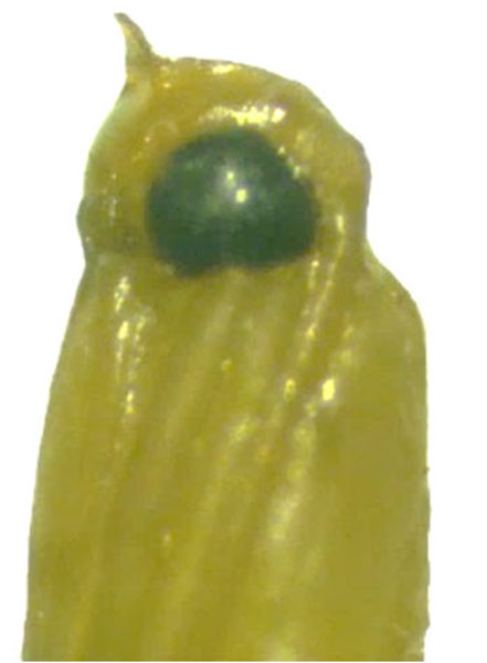 /filer/webapps/moths_gc/media/images/S/sinensis_Conopomorpha_pupa2_Pasam-etal_2024_13.jpg