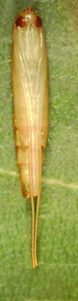 /filer/webapps/moths_gc/media/images/S/sinensis_Conopomorpha_pupa2_Siraj-etal_2026_175.jpg