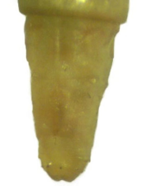 /filer/webapps/moths_gc/media/images/S/sinensis_Conopomorpha_pupa3_Pasam-etal_2024_13.jpg