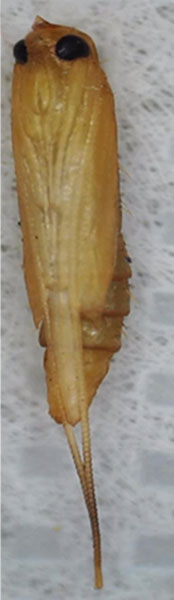 /filer/webapps/moths_gc/media/images/S/sinensis_Conopomorpha_pupa3_Siraj-etal_2026_175.jpg
