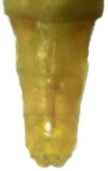 /filer/webapps/moths_gc/media/images/S/sinensis_Conopomorpha_pupa4_Pasam-etal_2024_13_lyBcHgF.jpg