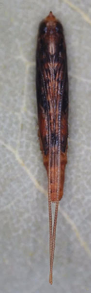 /filer/webapps/moths_gc/media/images/S/sinensis_Conopomorpha_pupa4_Siraj-etal_2026_175.jpg