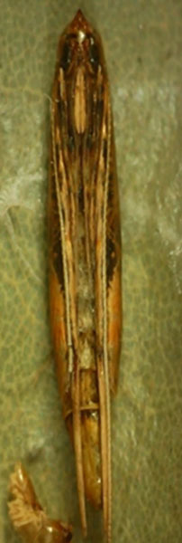 /filer/webapps/moths_gc/media/images/S/sinensis_Conopomorpha_pupa5_Siraj-etal_2026_175.jpg