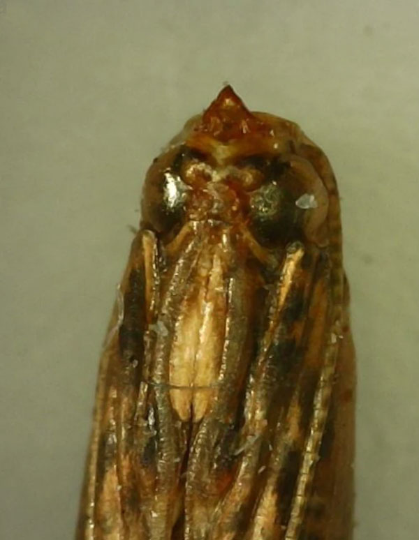 /filer/webapps/moths_gc/media/images/S/sinensis_Conopomorpha_pupa6_Siraj-etal_2026_175.jpg