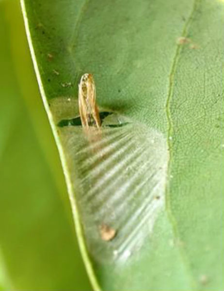 /filer/webapps/moths_gc/media/images/S/sinensis_Conopomorpha_pupa7_Siraj-etal_2026_175.jpg