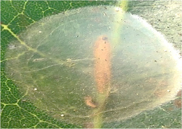 /filer/webapps/moths_gc/media/images/S/sinensis_Conopomorpha_pupa_Pasam-etal_2024_12.jpg