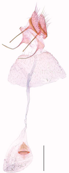 /filer/webapps/moths_gc/media/images/S/socoromaensis_Cremastobombycia_GF_HT_IDEA.jpg