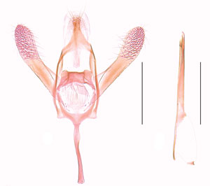 /filer/webapps/moths_gc/media/images/S/socoromaensis_Cremastobombycia_GM_HT_IDEA.jpg