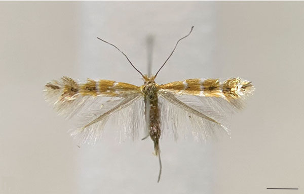 /filer/webapps/moths_gc/media/images/S/socoromaensis_Cremastobombycia_PT_IDEA.jpg