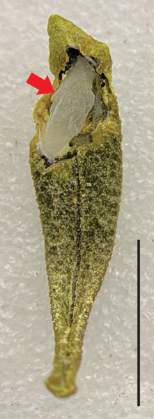 /filer/webapps/moths_gc/media/images/S/socoromaensis_Cremastobombycia_cocoon_Vargas_2024_399.jpg