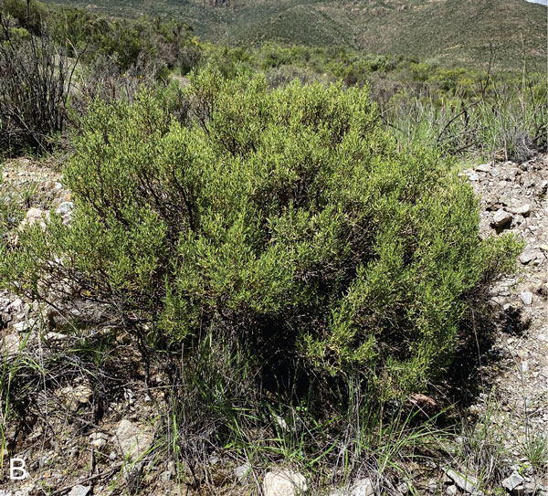 /filer/webapps/moths_gc/media/images/S/socoromaensis_Cremastobombycia_host-plant_Vargas_2024_399.jpg