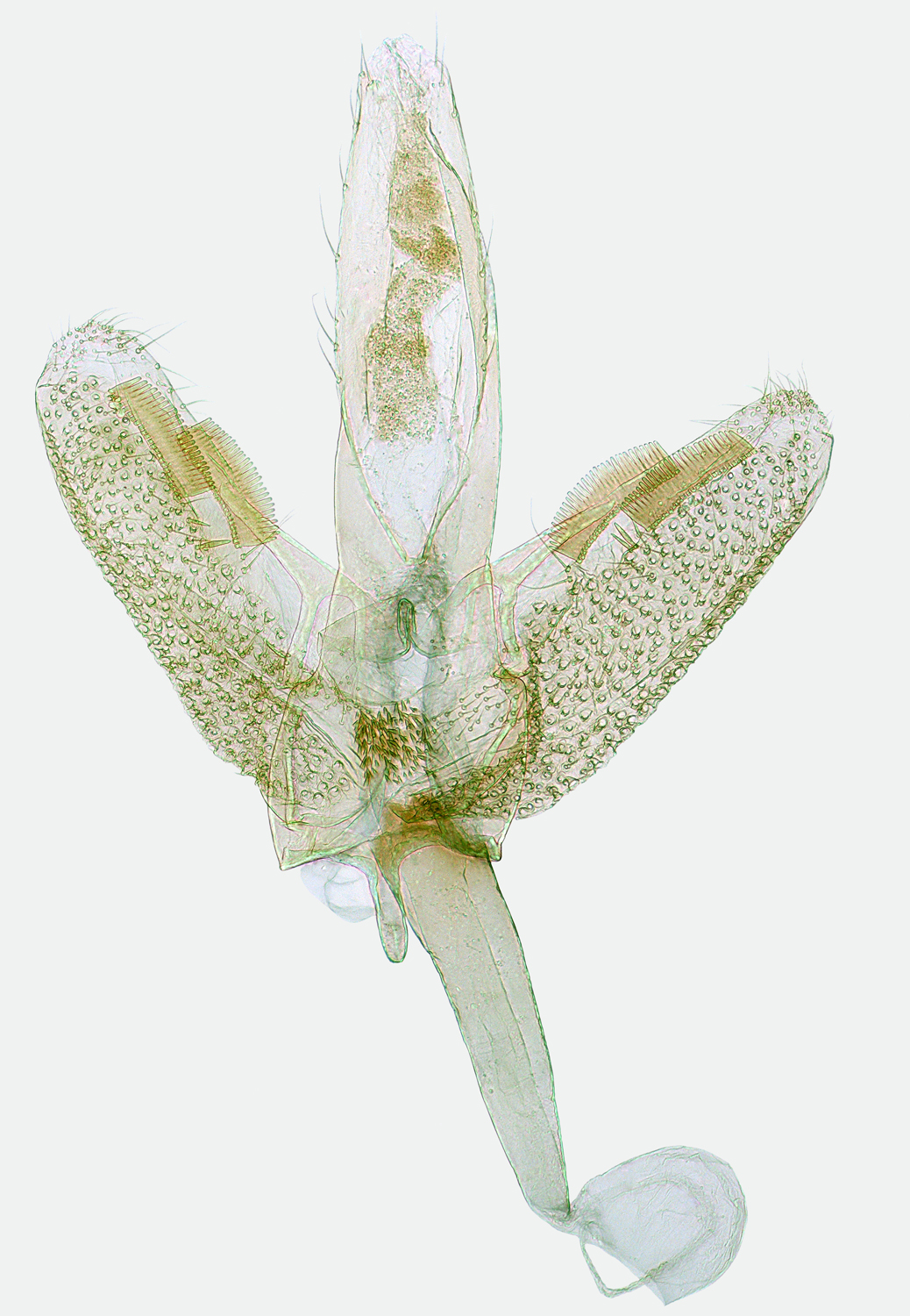 /filer/webapps/moths_gc/media/images/S/soffneri_Dialectica_ North Macedonia_Richter_GP 30500.jpg