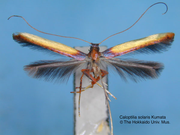 /filer/webapps/moths_gc/media/images/S/solaris_Caloptilia_HT_EIHU.jpg