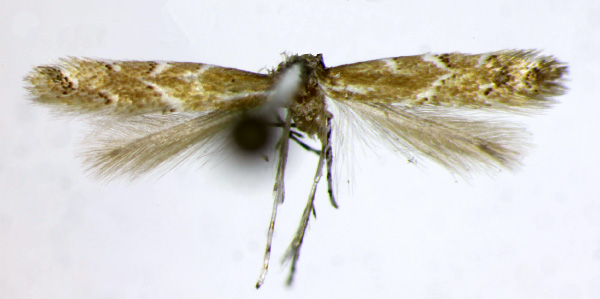 /filer/webapps/moths_gc/media/images/S/solidaginis_Cremastobombycia_A_Landry.jpg