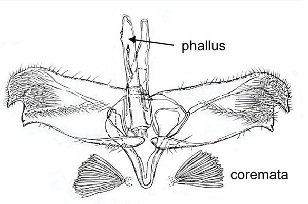 /filer/webapps/moths_gc/media/images/S/sophorivora_Micrurapteryx_GF_Kirichdenko-etal-2021_142..jpg